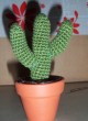 cactus2