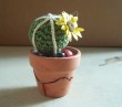cactus fiorito