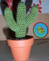 Cactus1